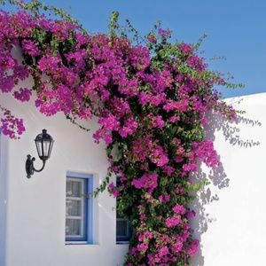 Bougainvillea Boutique